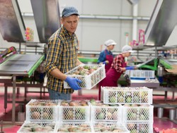 Funcionários em uma linha de produção de alimentos manuseiam frutas frescas em um ambiente industrial. Uma das pessoas segura uma caixa de plástico branca cheia de frutas, enquanto outras trabalham ao fundo.
